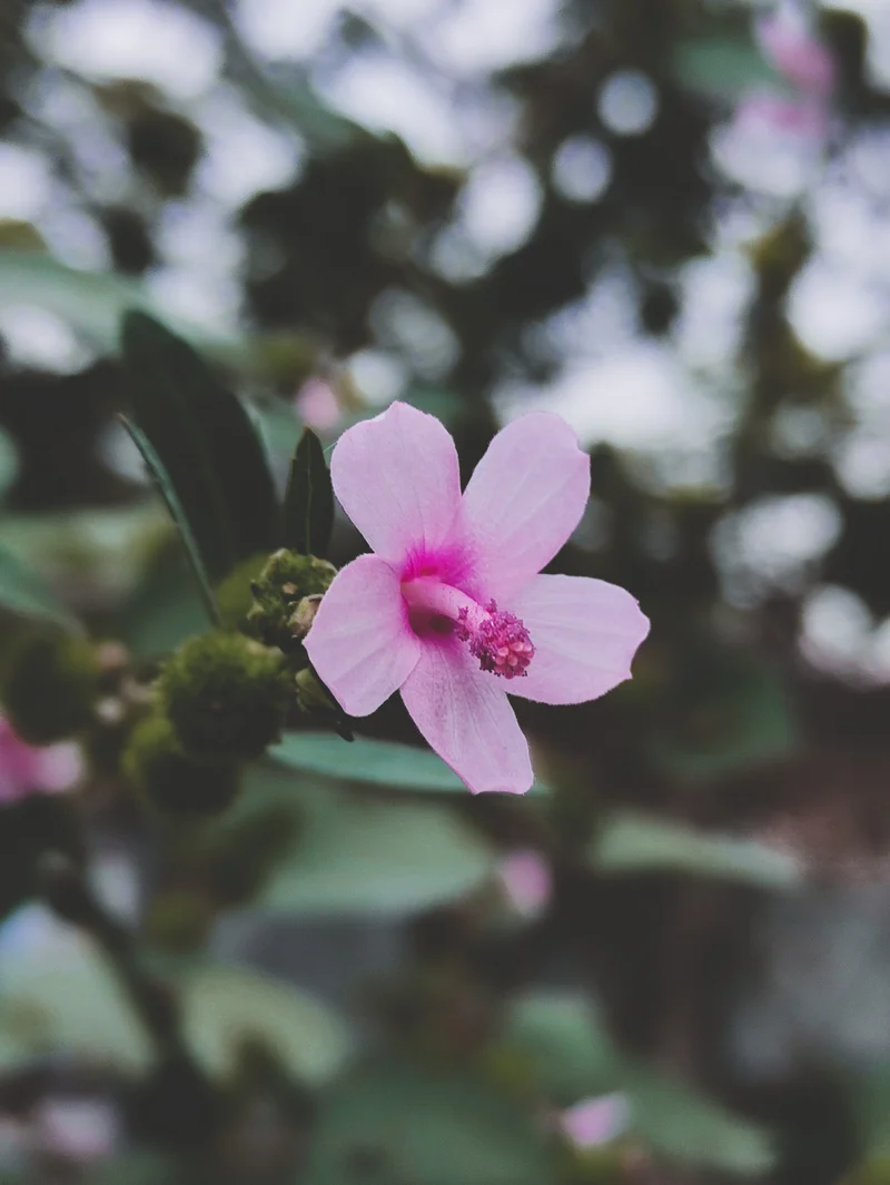 Weed hibiscus