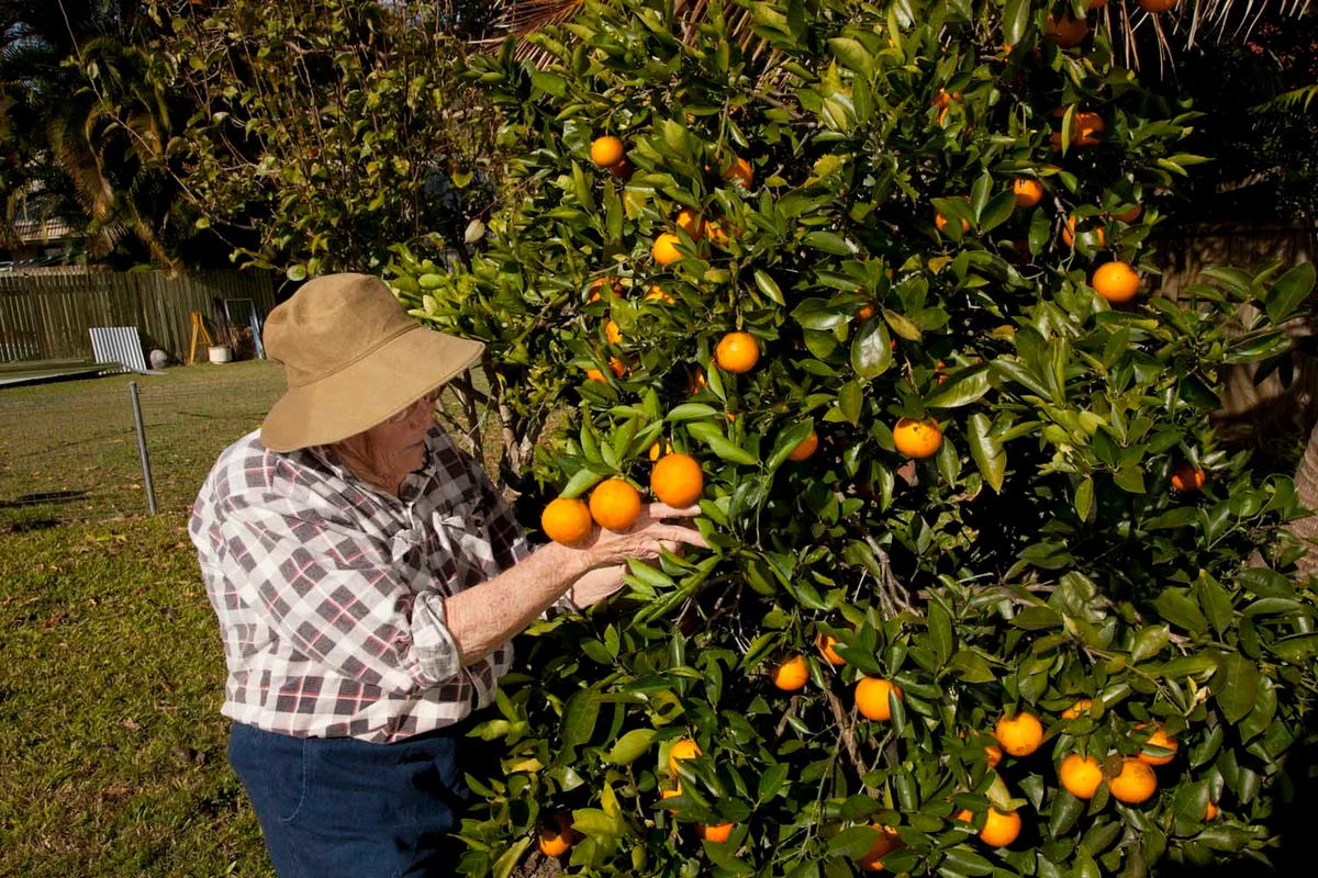 What to do in the garden this August