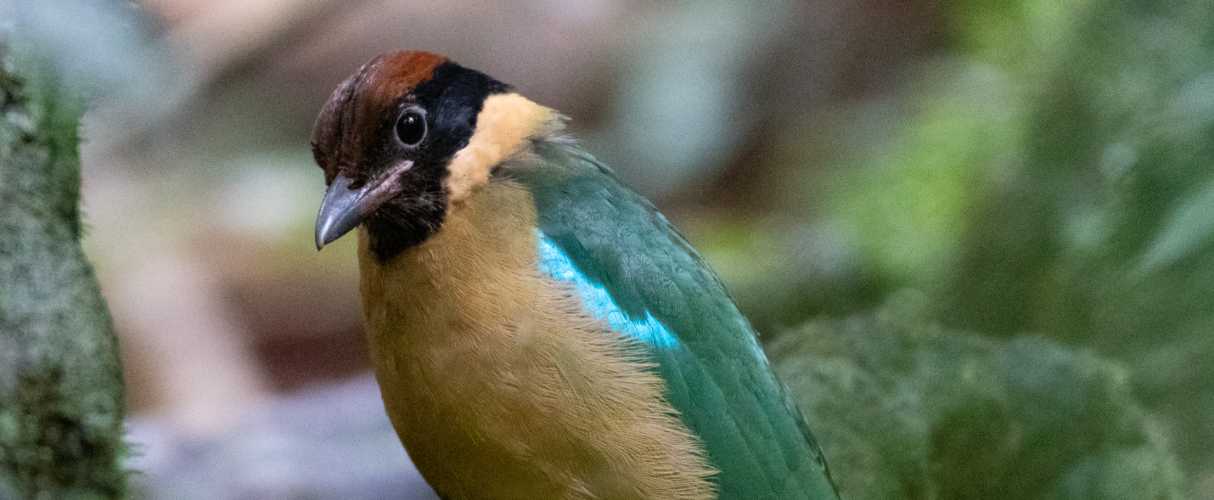 Noisy pitta