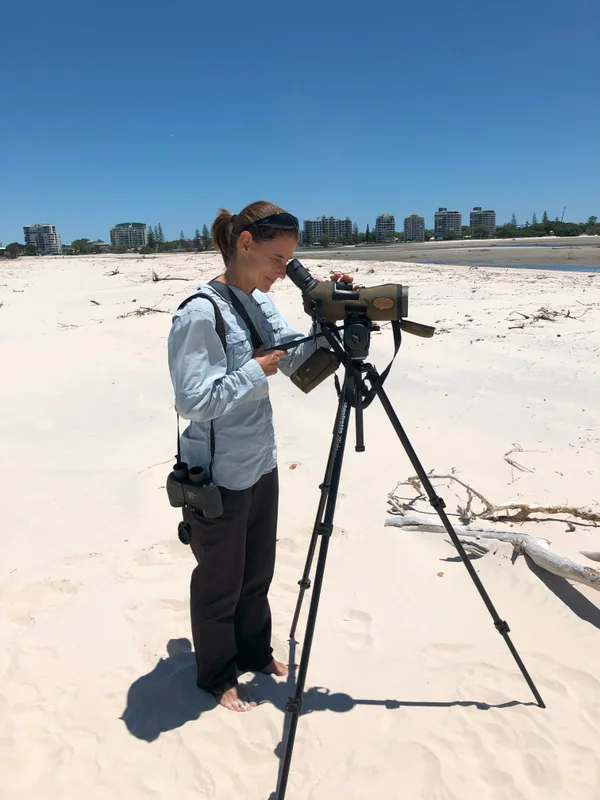 Shorebirds at Pumicestone Passage