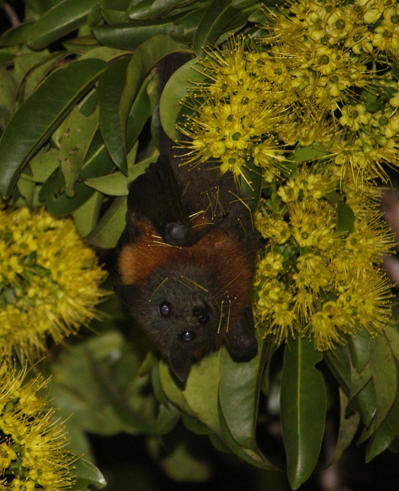 How do flying-foxes respond to high temperatures