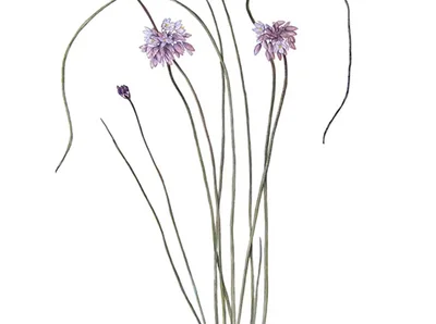 Vanilla Lillies by Kathleen McArthur