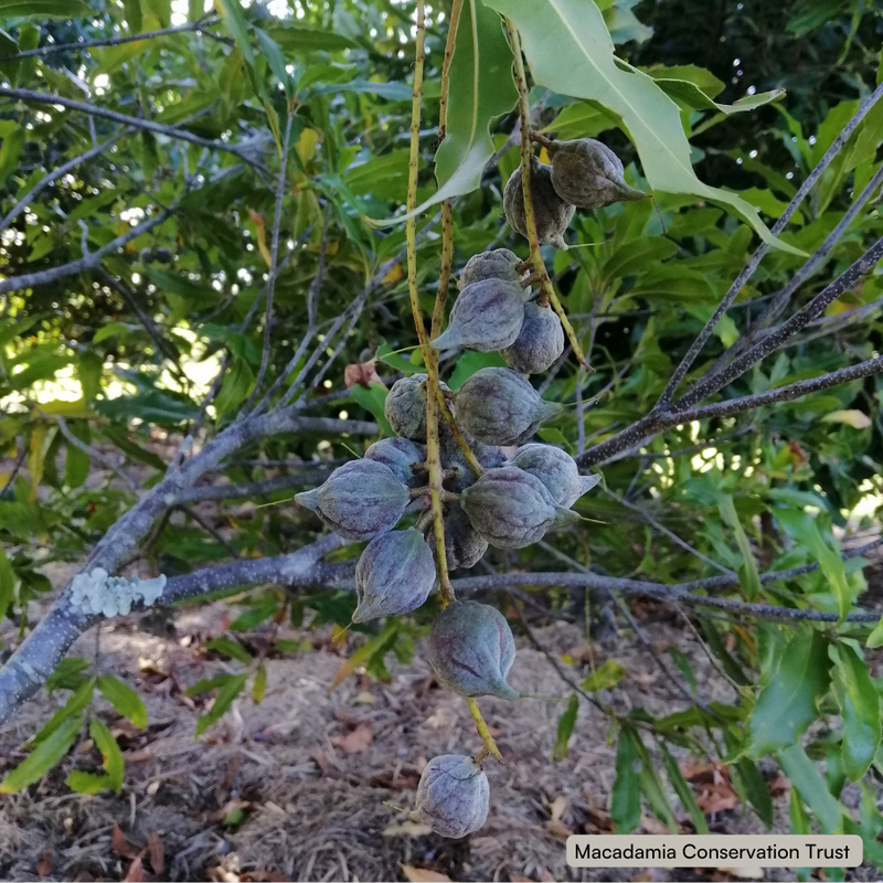 Macadamia ternifolia nuts WEB.png