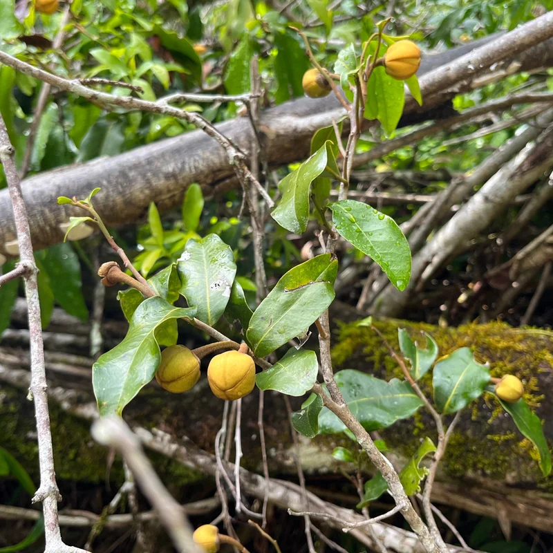 Zig zag vine flower square SR.jpg