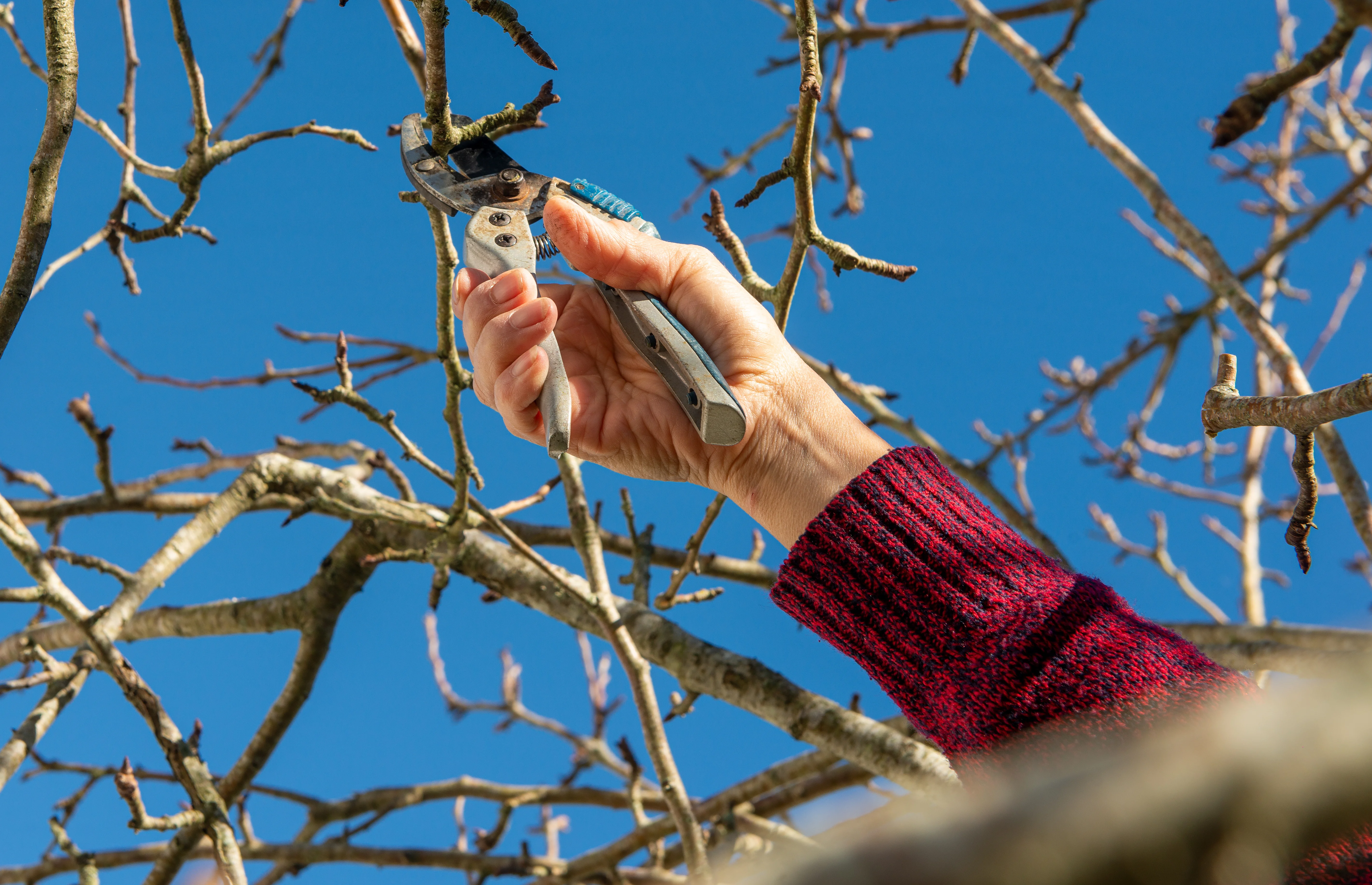 pruning trees