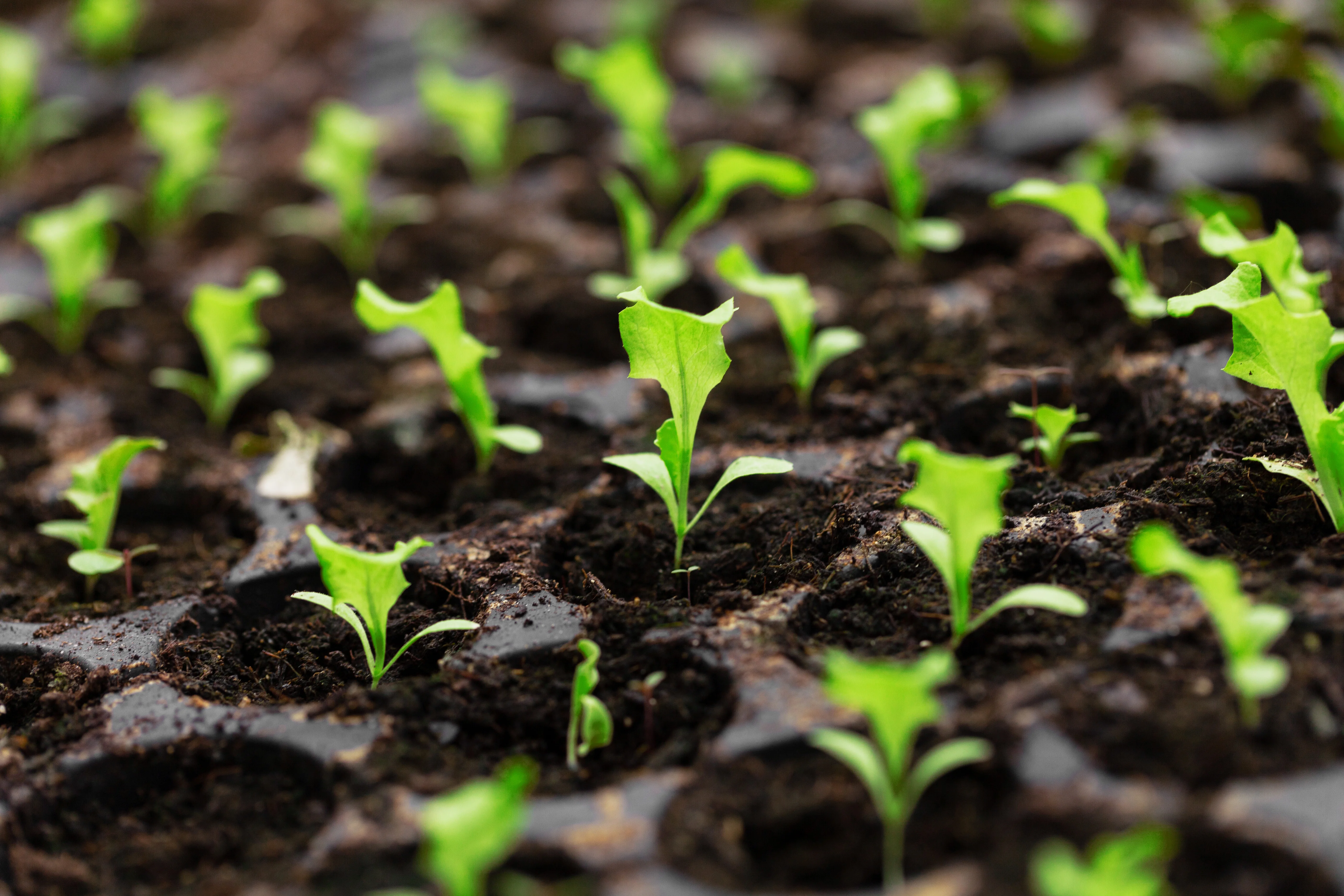 seedling tray