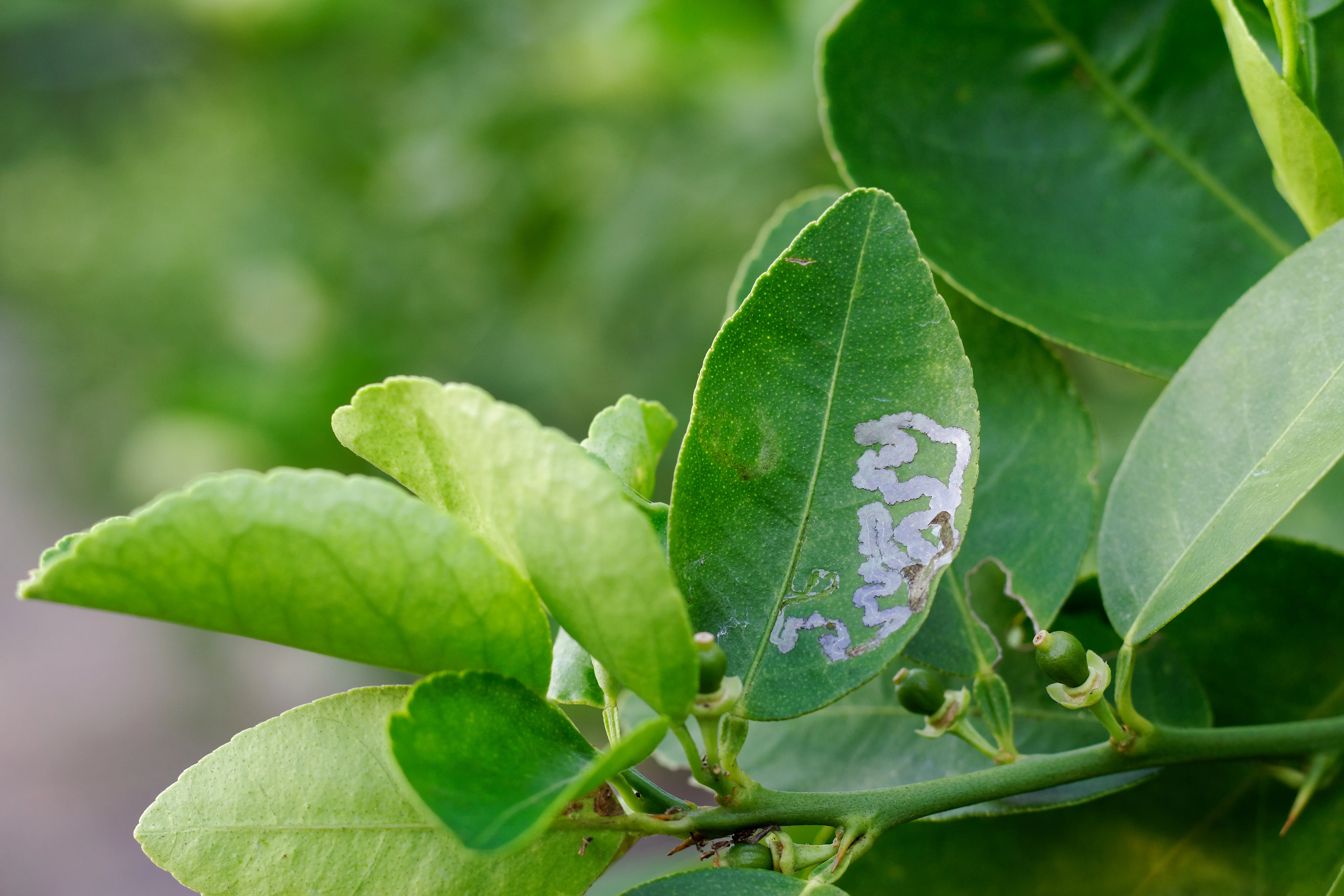 Citrus leaf miners on a lime tree