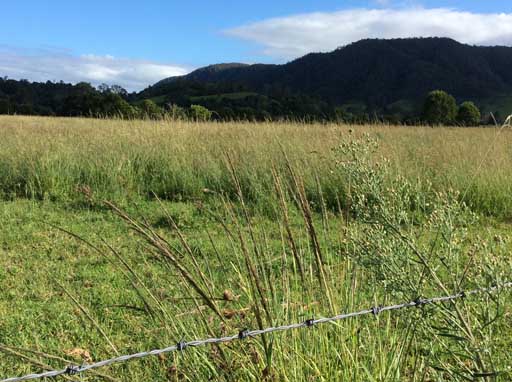 Weedy grasses on the Sunshine Coast