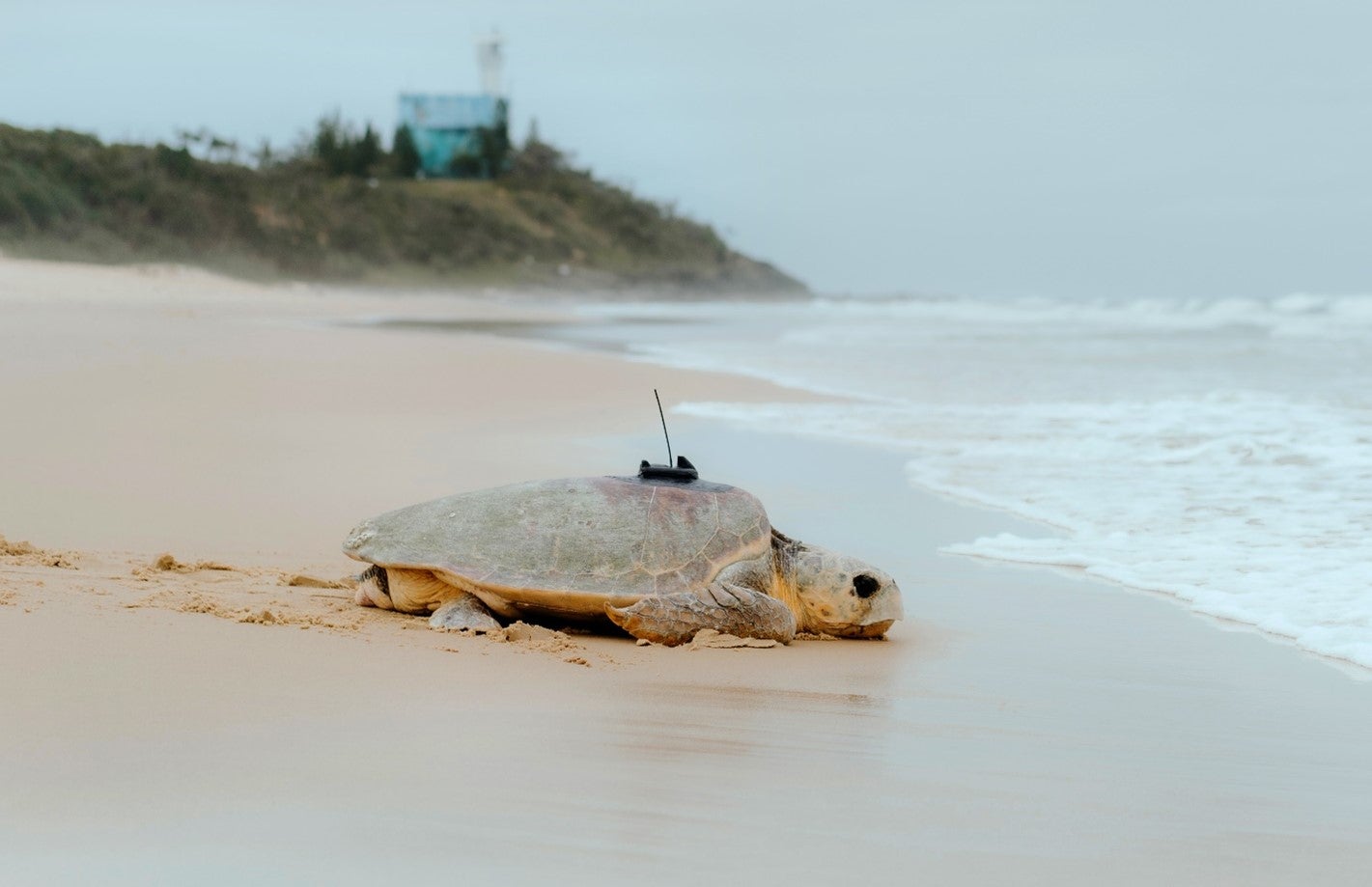 Bullumby re-entering the sea after her tag deployment