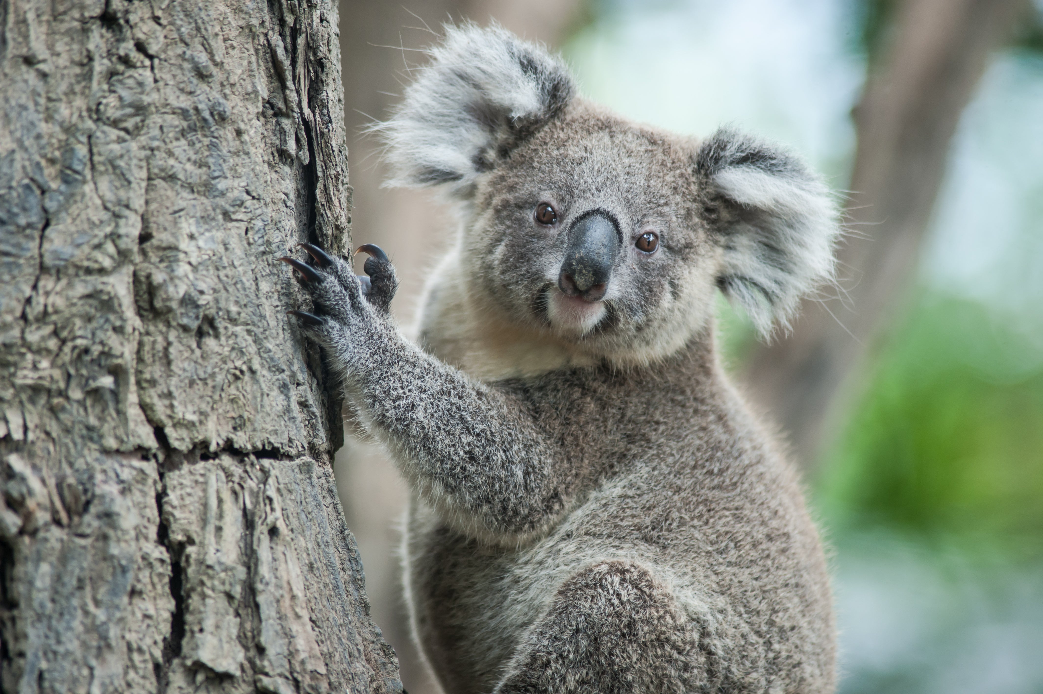 Register for the Sunshine Coast Koala Forum