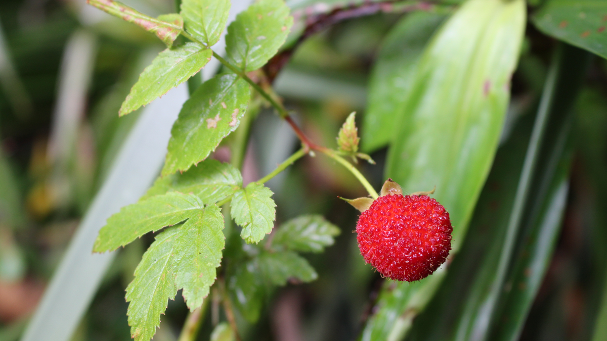 Sweet Treats! Native Plants for Everyday Cooking Walk