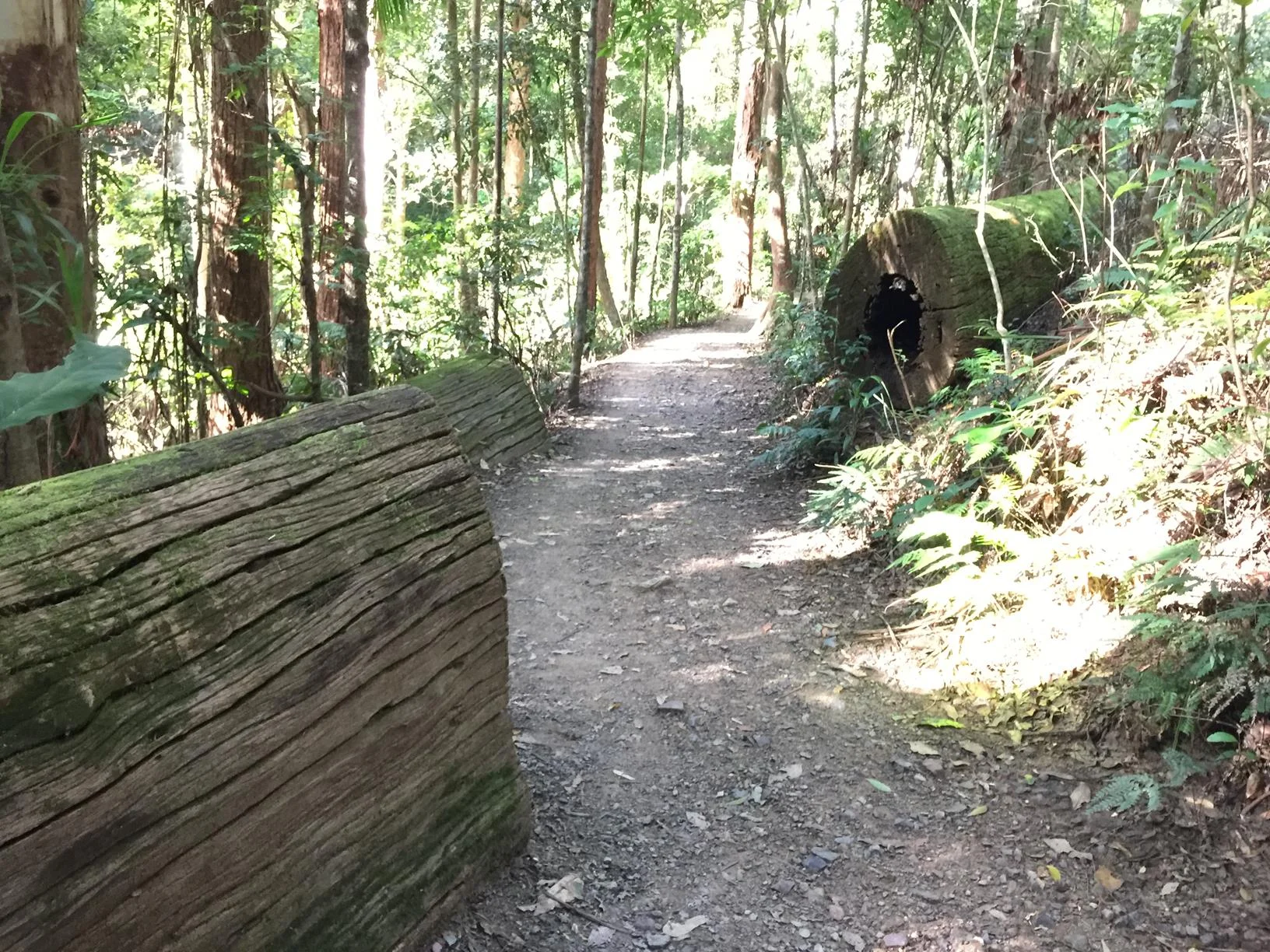 Kondalilla National Park Rock Pools Walk