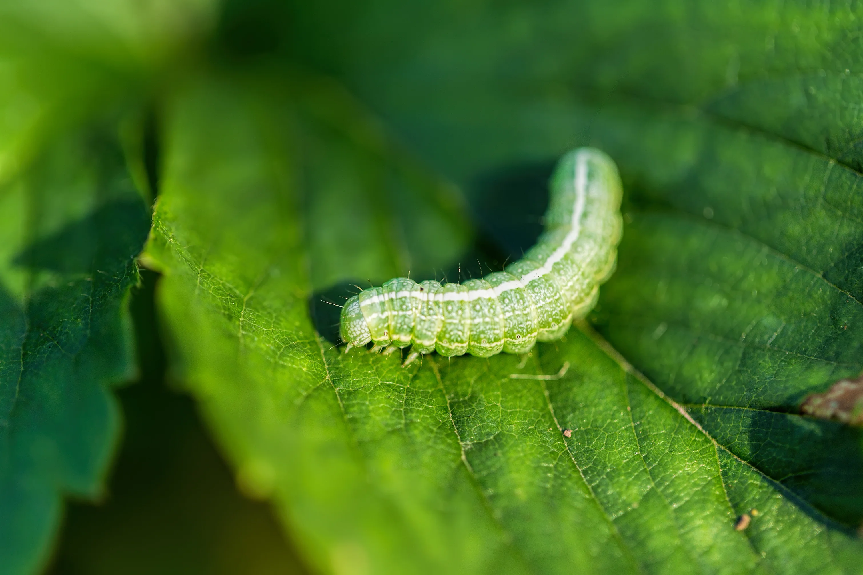 caterpillar on a leaf