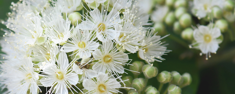 Bush tucker sensory stations