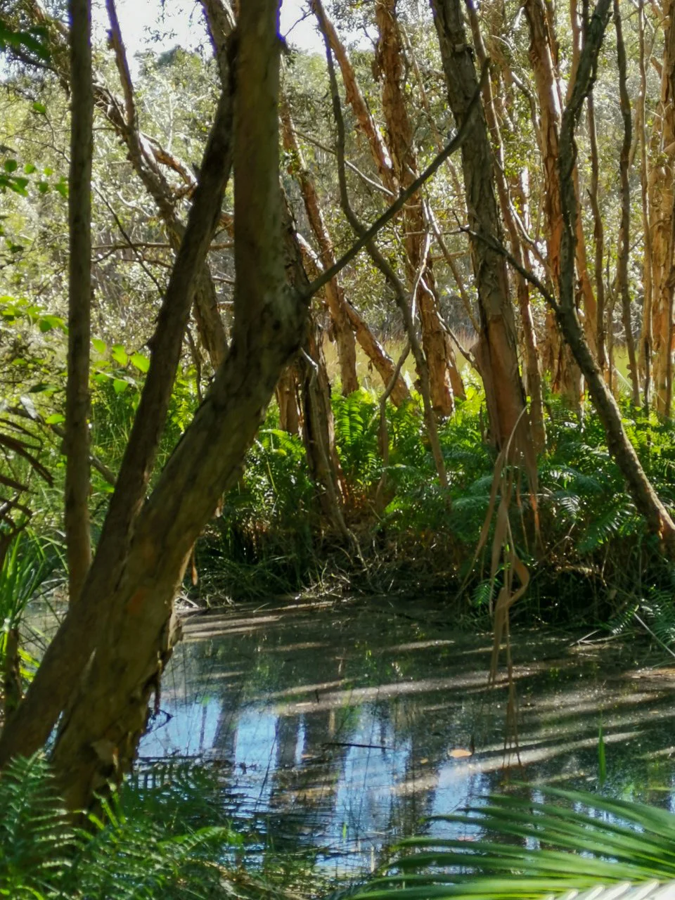 Yaroomba Bushland Park loop 