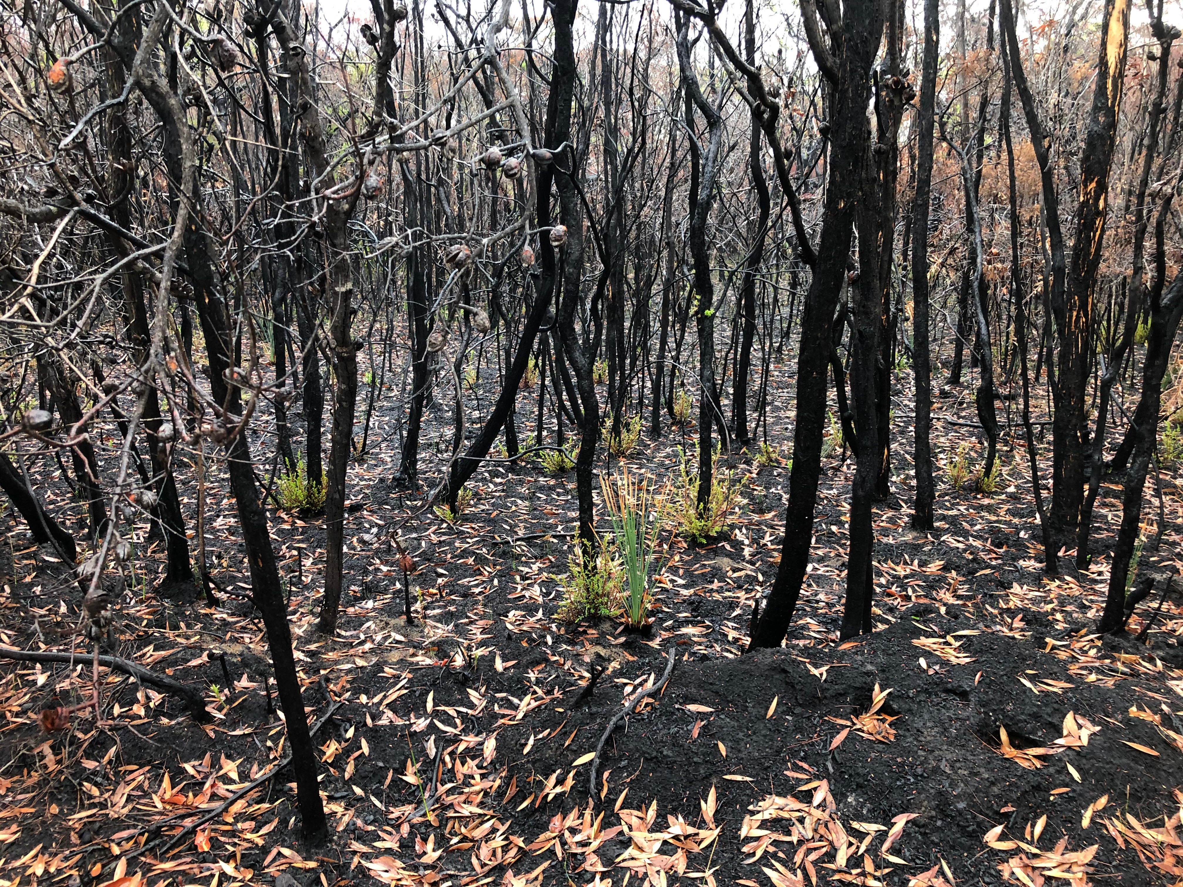 Blackened tree trunks after a bushfire.