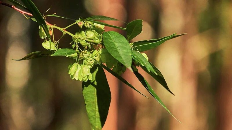 Hop Bush, Dodonaea triquetra