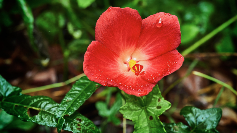 Propagating Native Plants