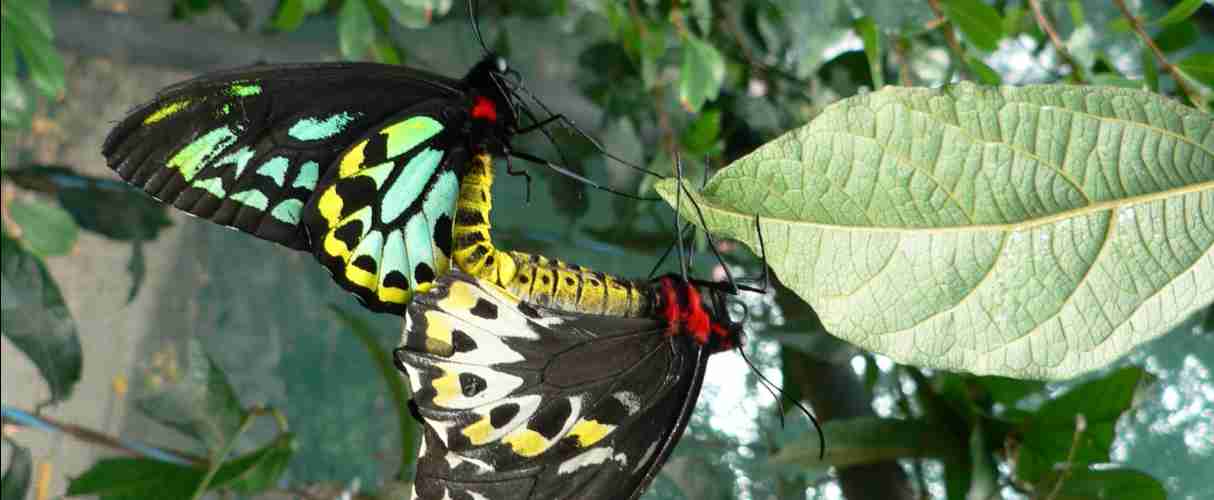 Butterfly migration on the coast