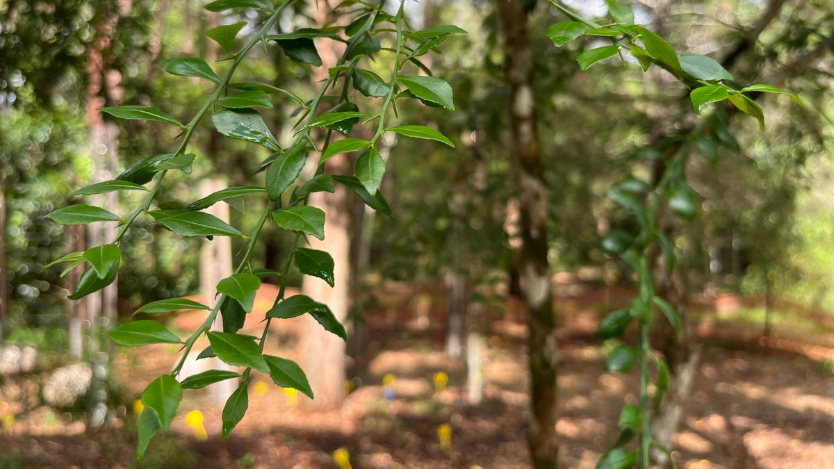 Finger Lime, Citrus australasica