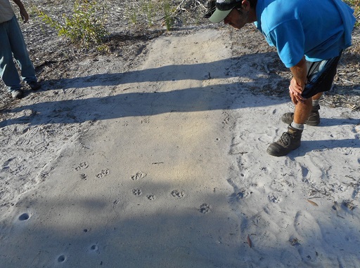 Traditional owner fox monitoring partnership project