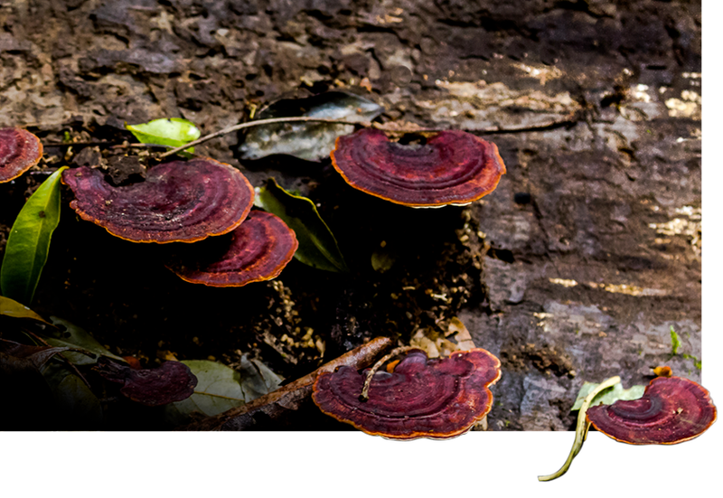 Fungi