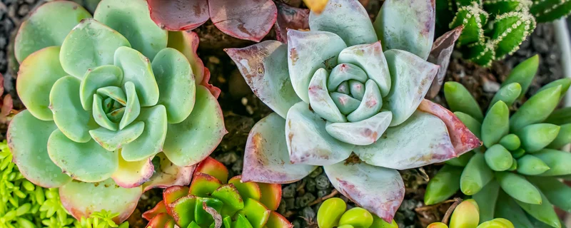Sweet succulents