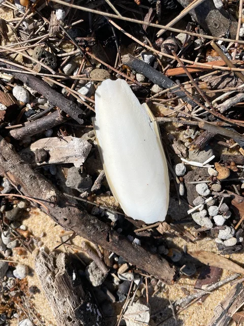 What do you know about the common Cuttlebone?