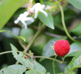 Native raspberry