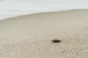 Plan to help turtles at popular nesting beach