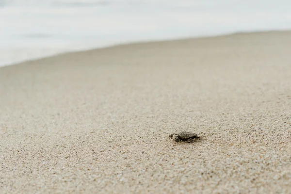Plan to help turtles at popular nesting beach