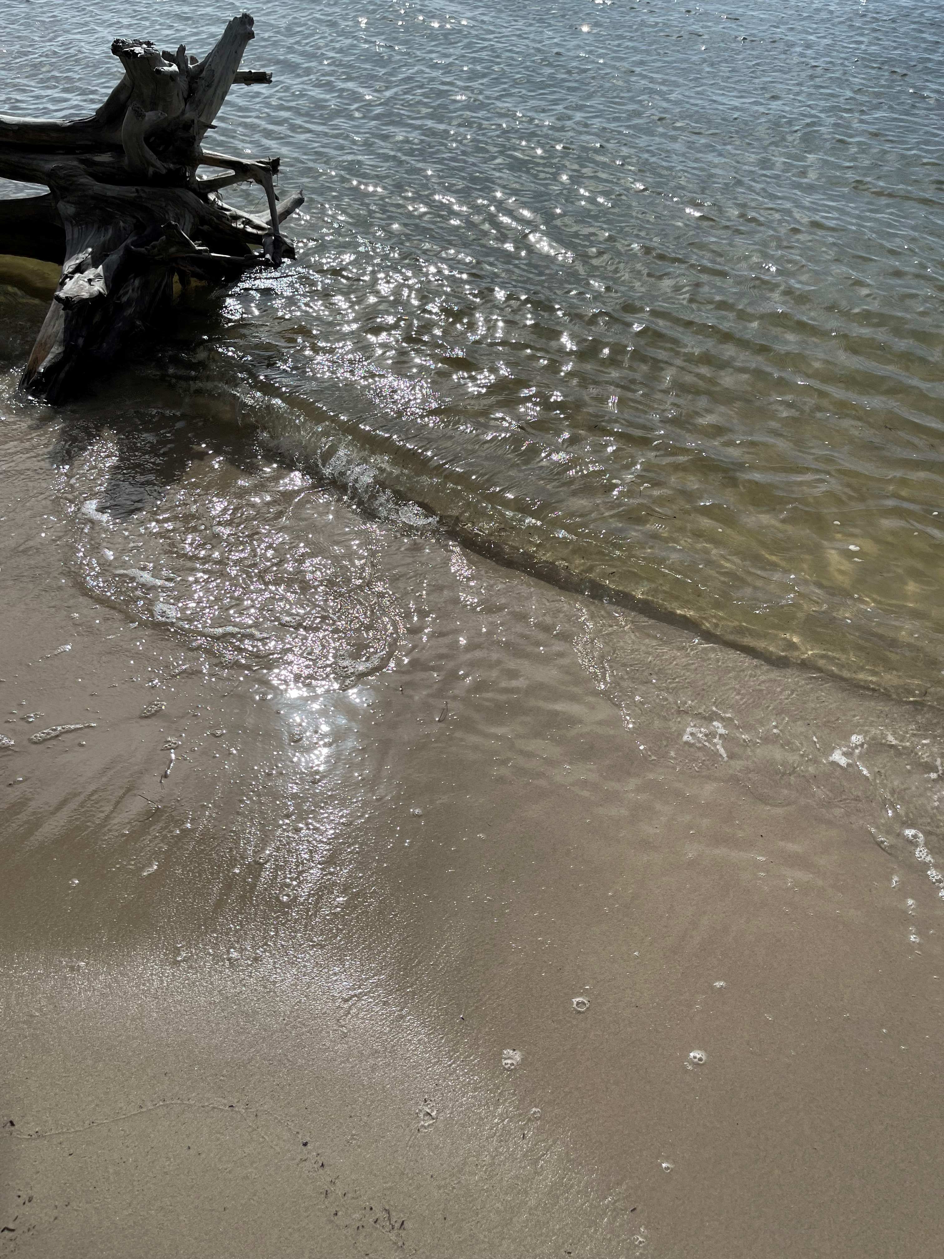 A tree stump lies on the shoreline of a beach.