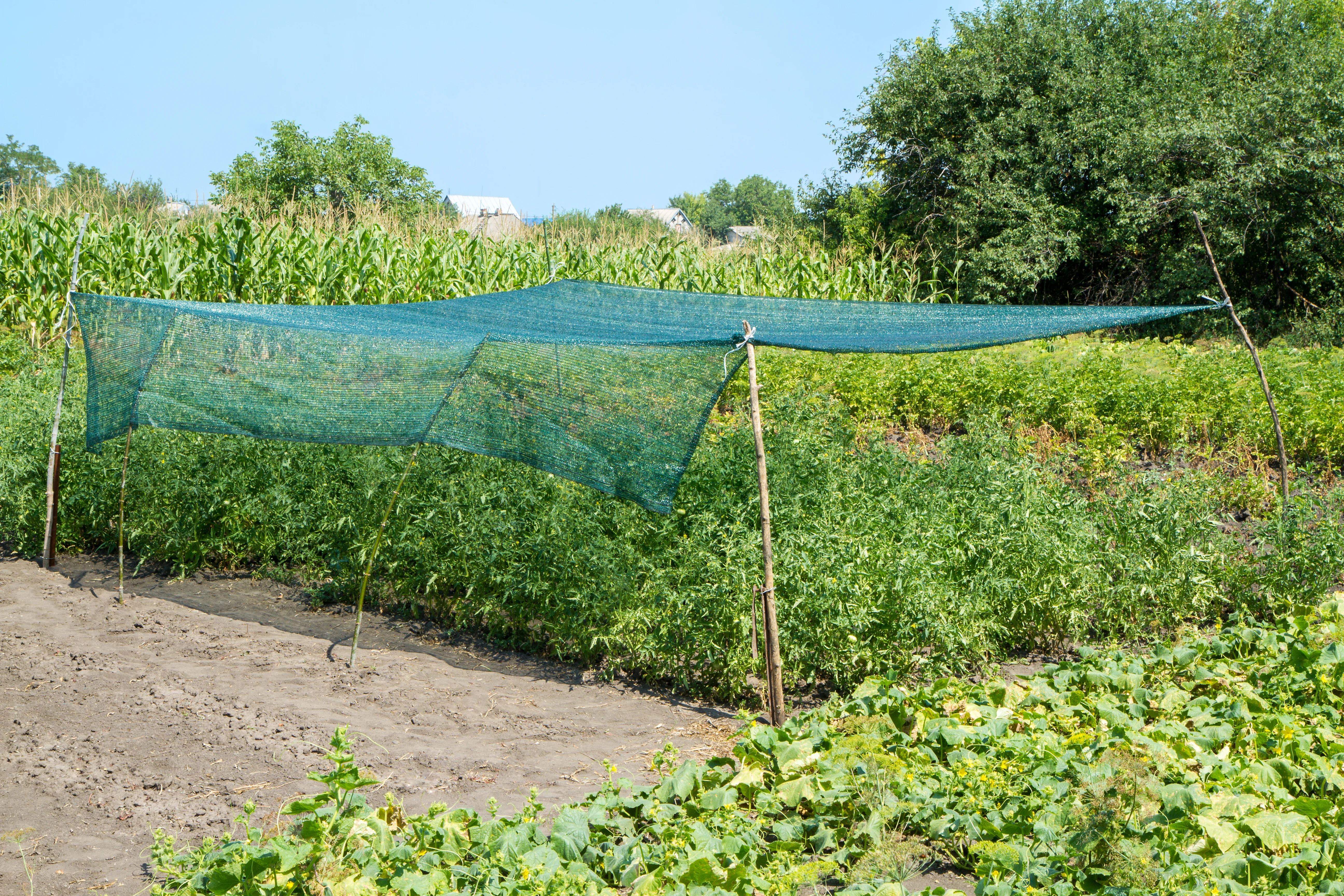 Shade structure over plants