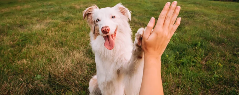 Pawsitive insights