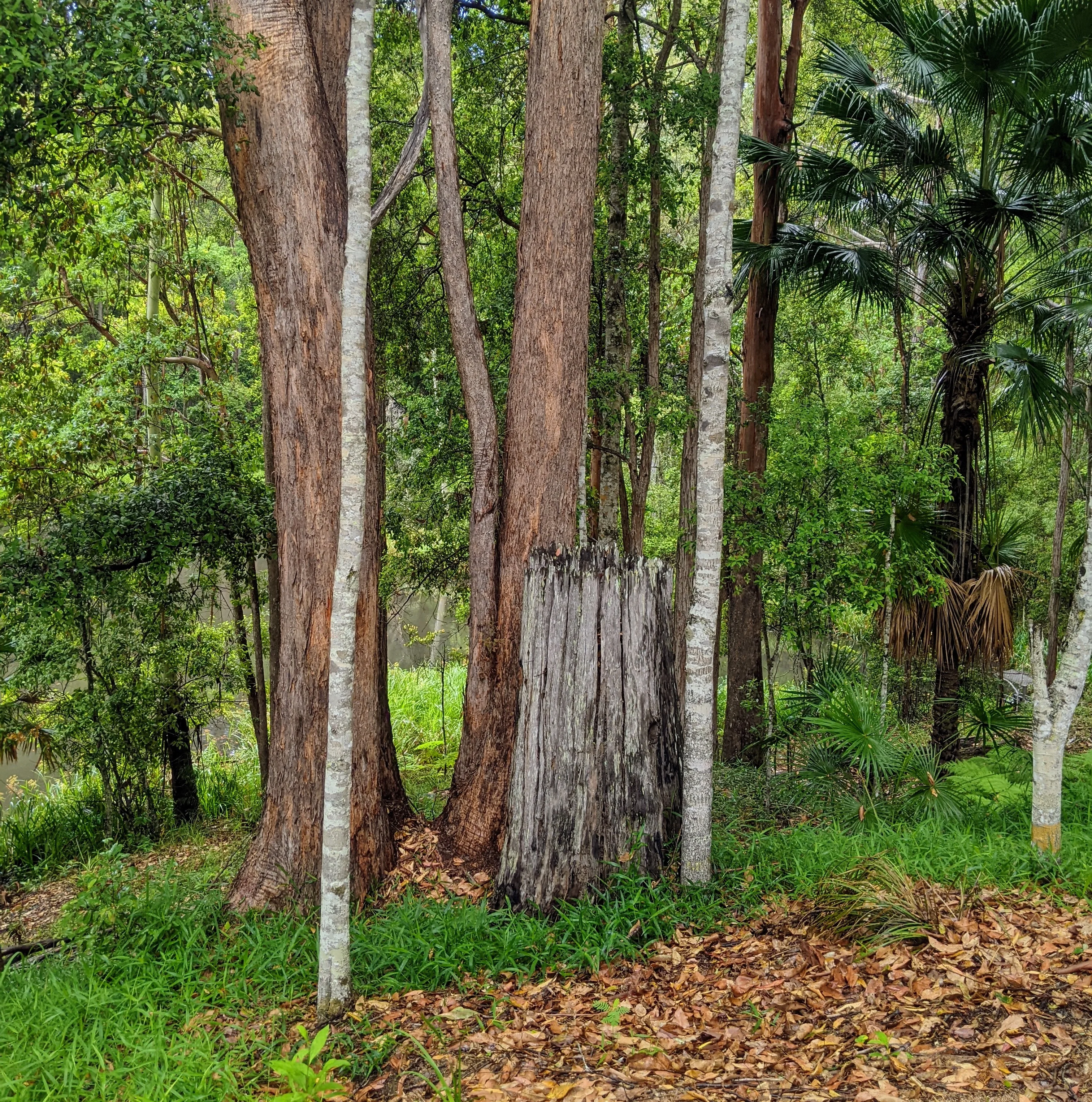 Maroochy Bushland Botanic Garden, Lagoon Walk 