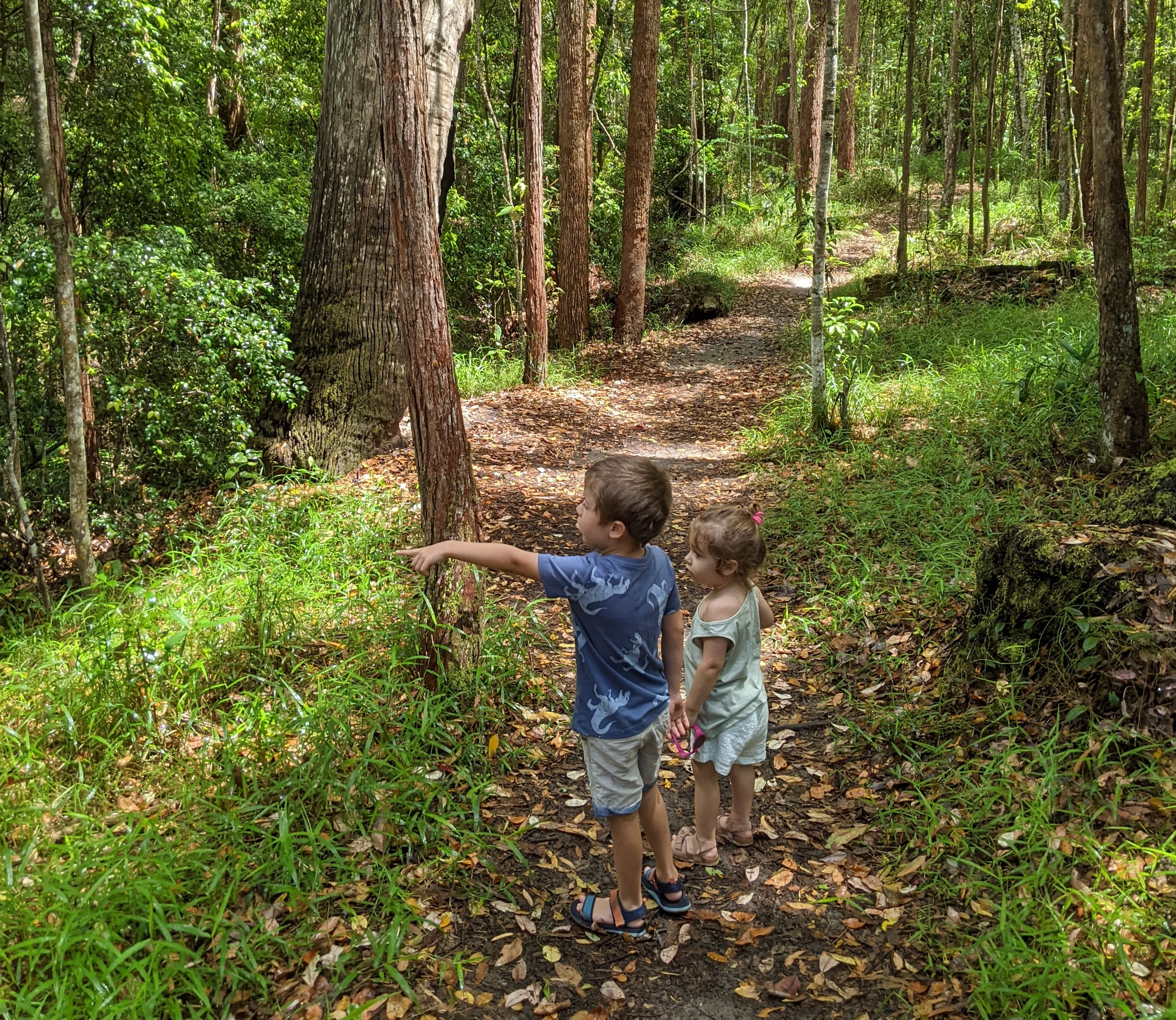 Maroochy Bushland Botanic Garden, Lagoon Walk 