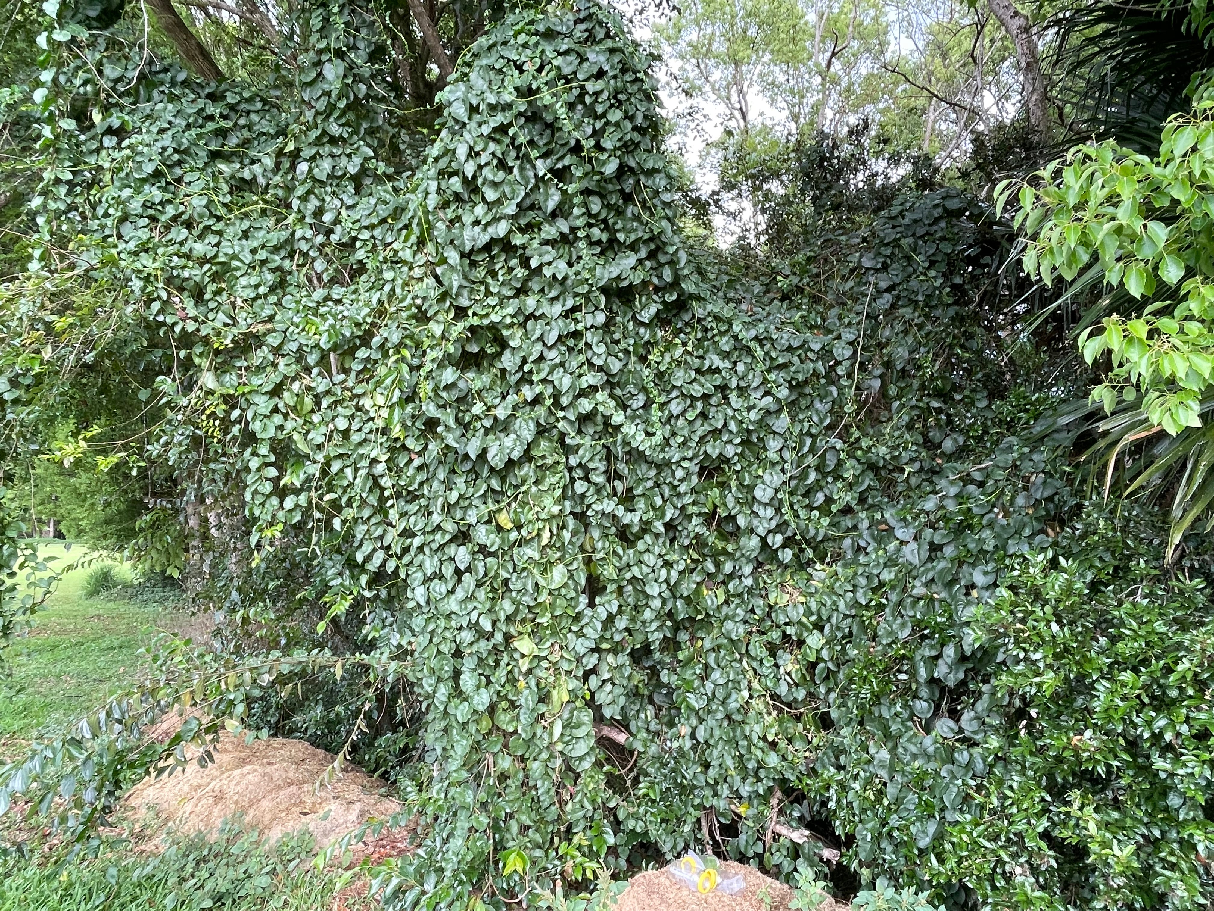 Madeira vine covers vegetation.