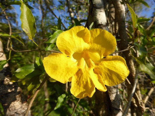 The flower of the invasive cats claw creeper.