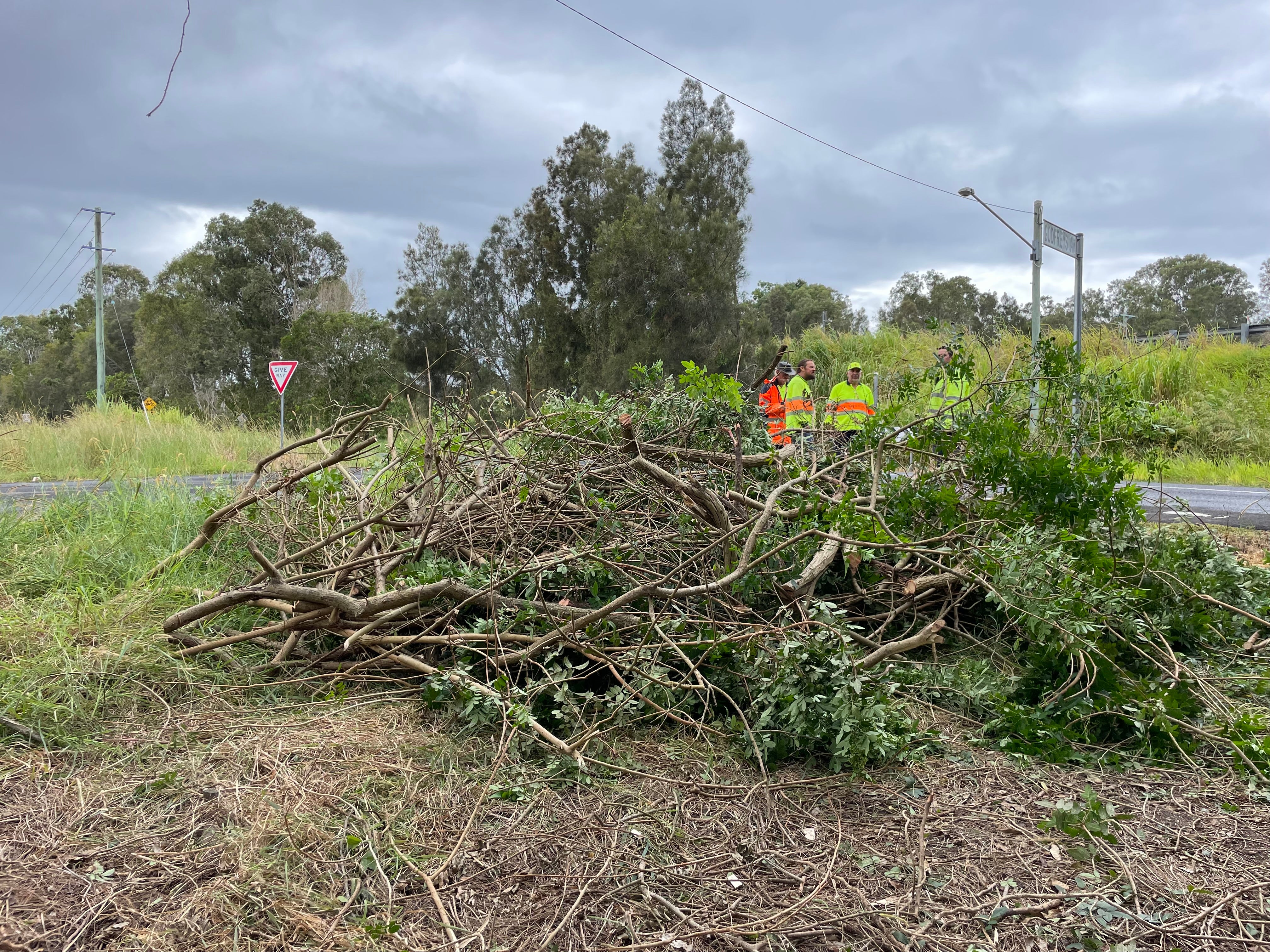 Broad leaved pepper tree removed from a roadside in Bli Bli.