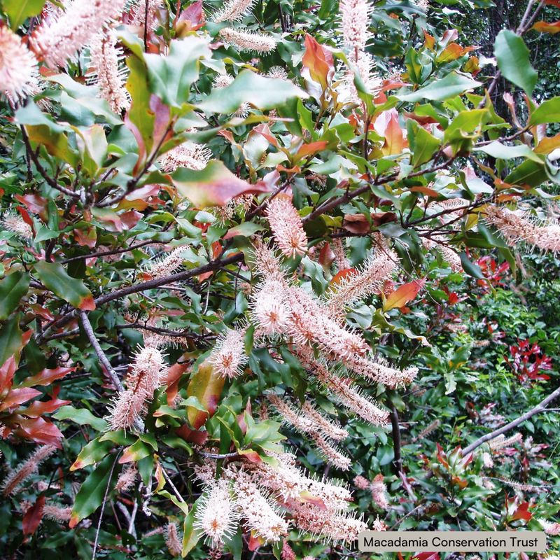 Macadamia ternifolia flush & flowers WEB.png