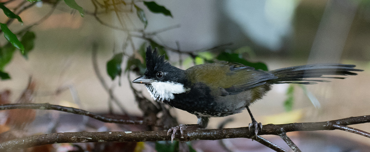 Eastern Whipbird