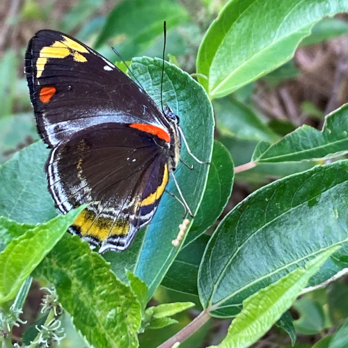 Jezebel nymph on native mulberry - Michael Rief.png