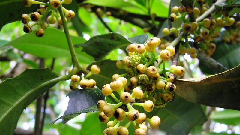 Large-Leaf Wilkea, Wilkiea macrophylla