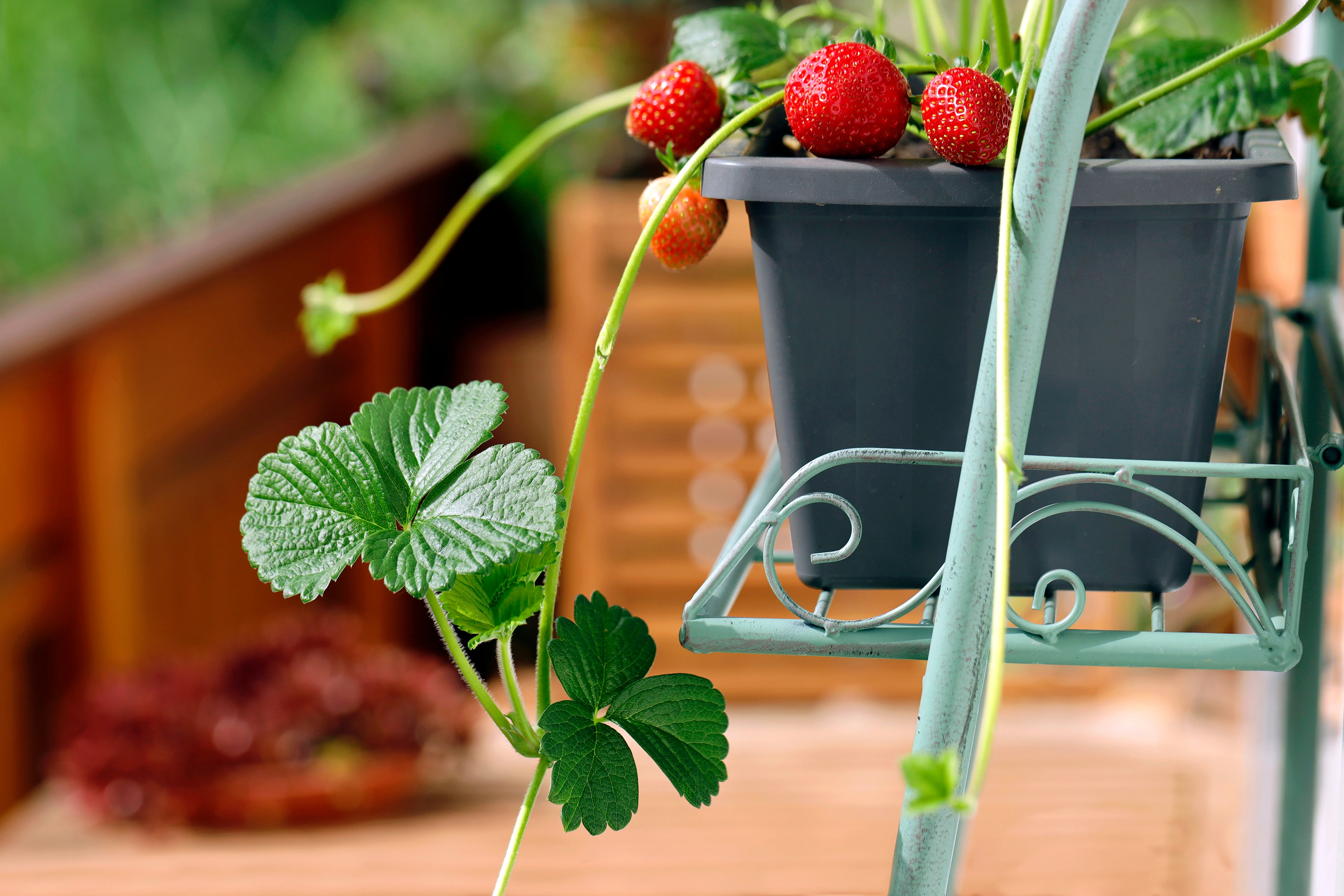 strawberry runners