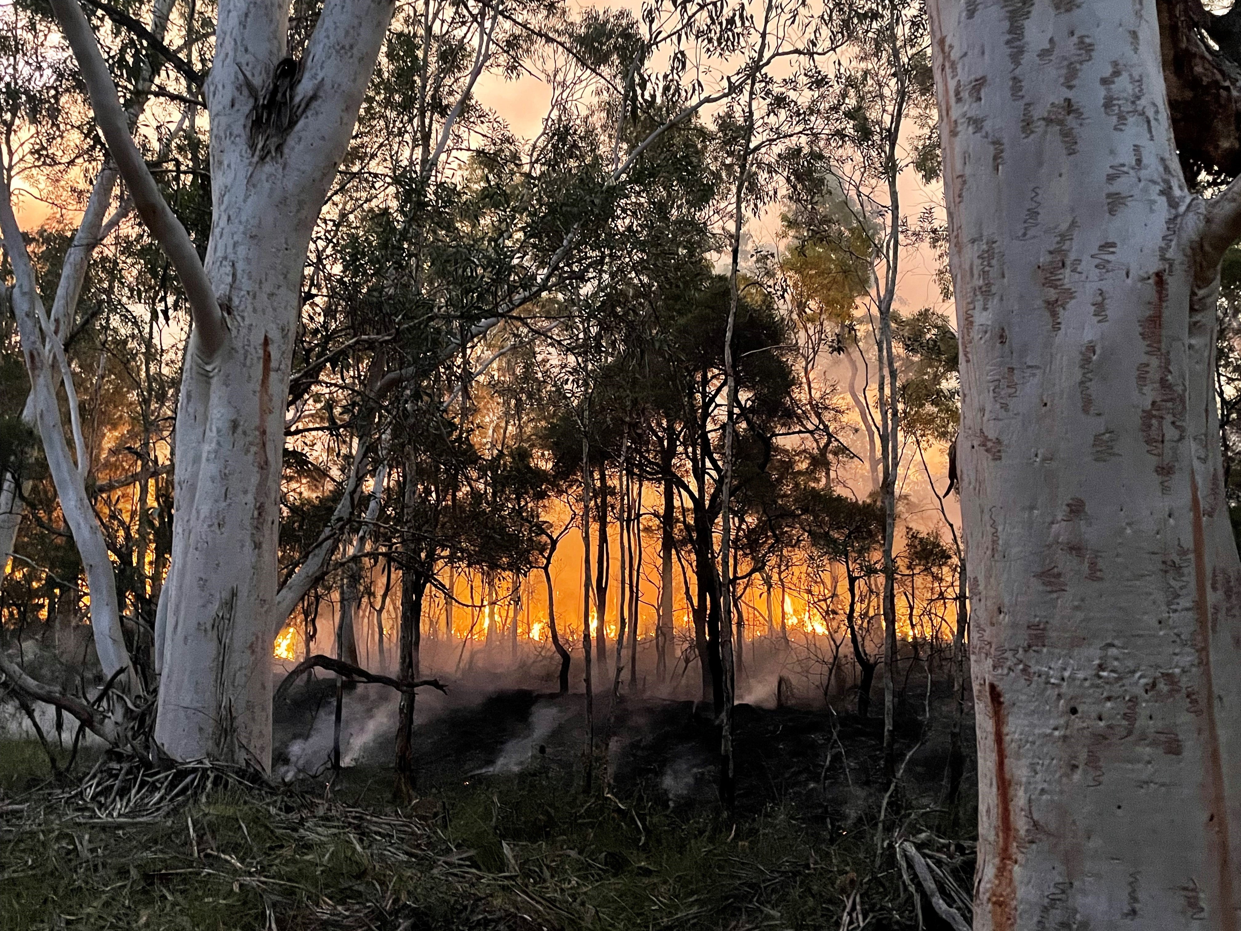 A bushfire engulfs a forest of racemosa trees and scrub at dusk. Flames in the distance. The ground is covered in smoke.