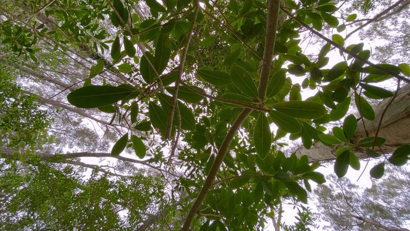 Casuarina forest