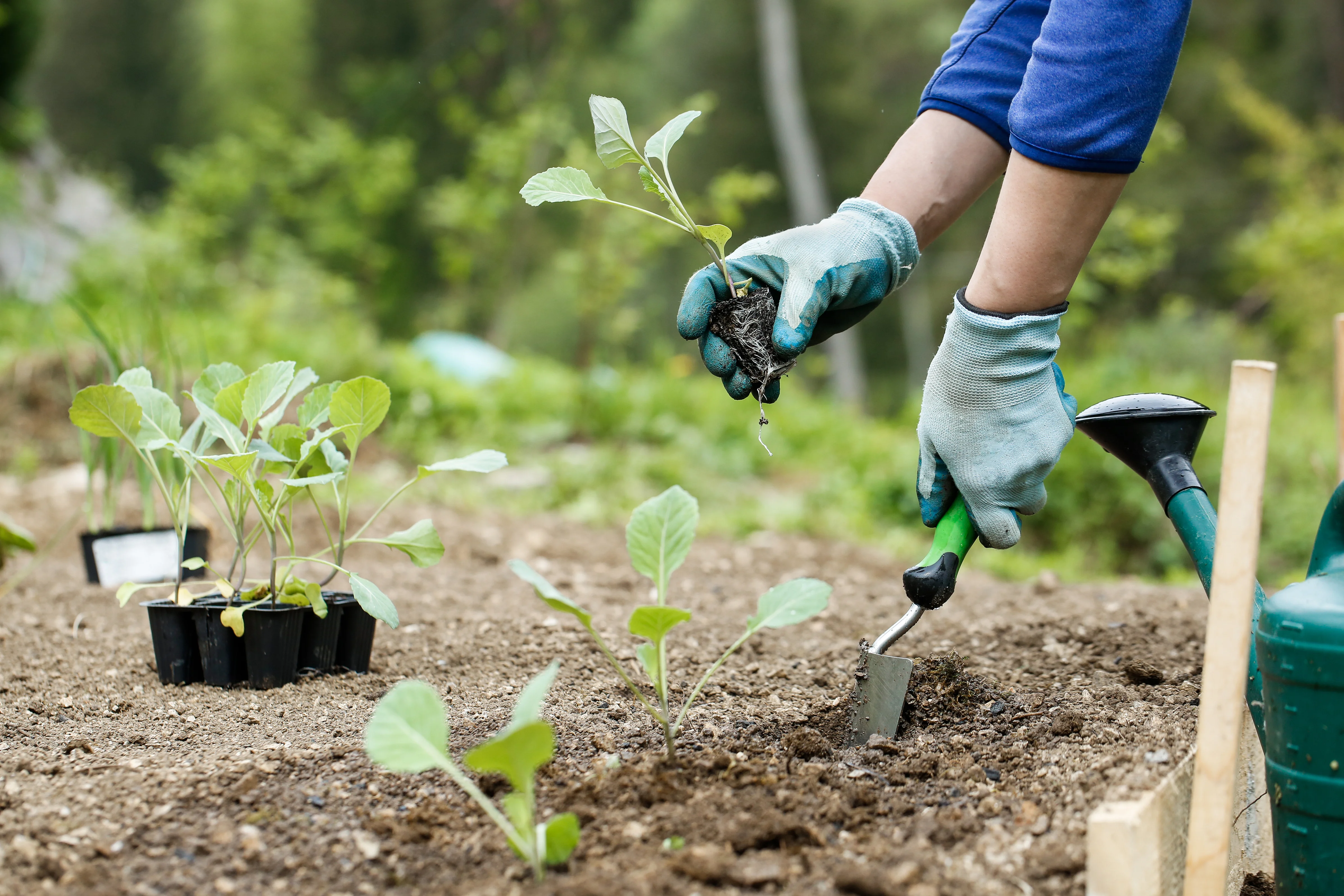 Man planting broccoli seedlings