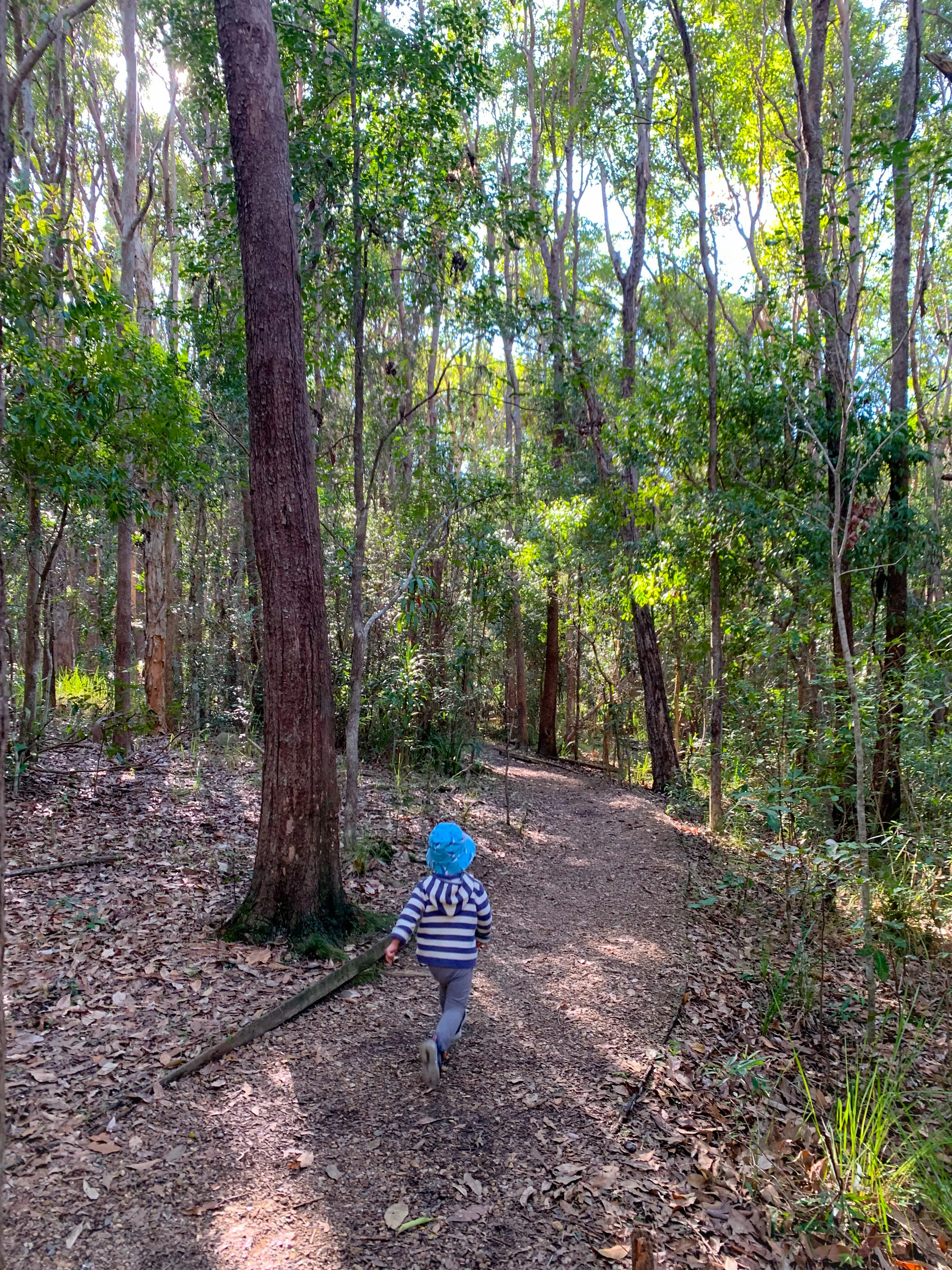 Yaroomba Bushland Park loop 