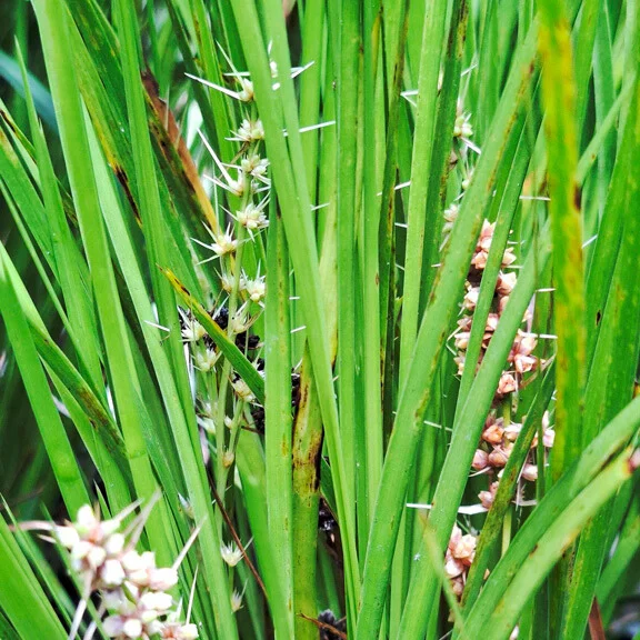 Lomandra - square - Deb Ducrou.jpg