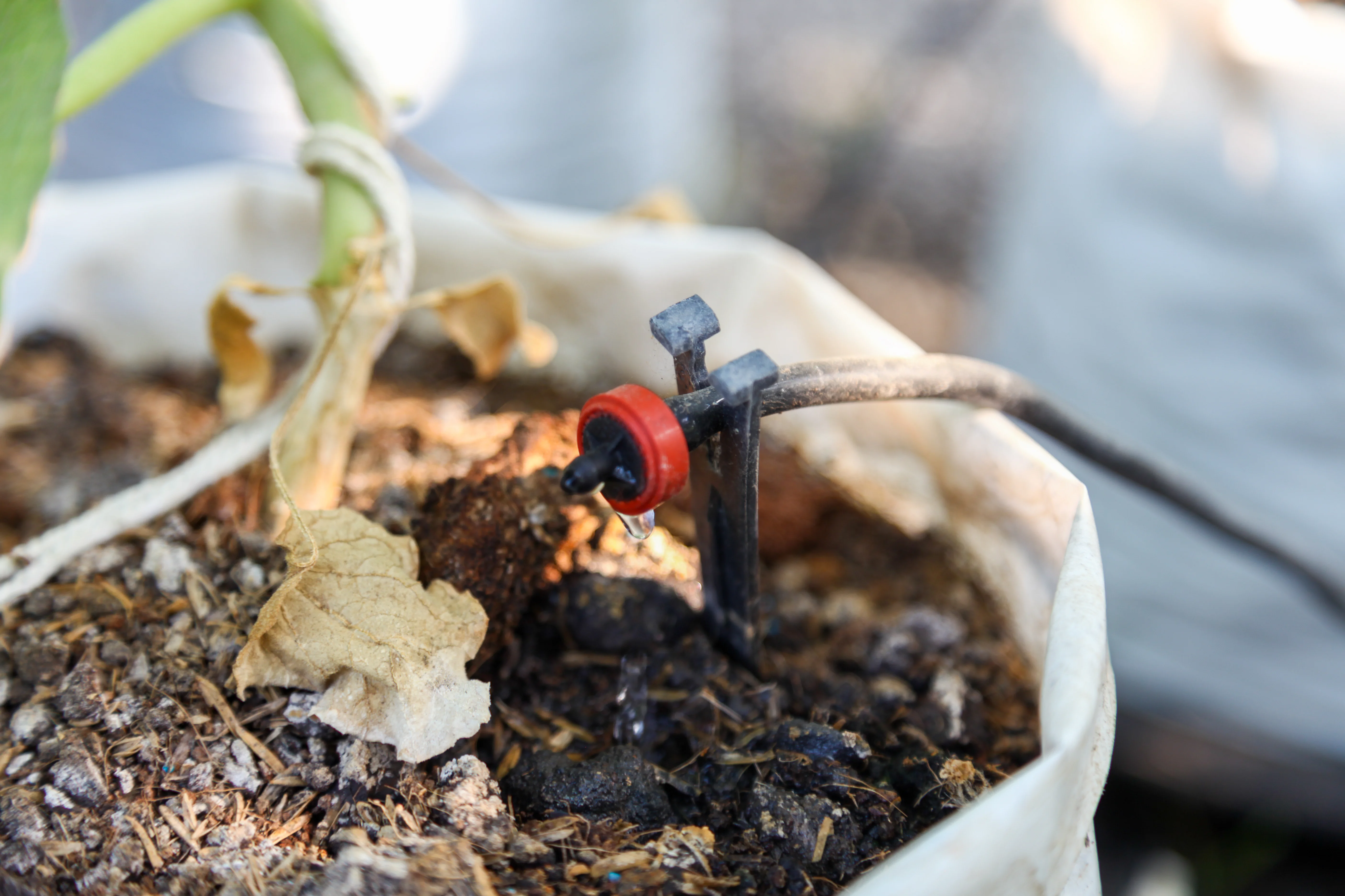 self watering pot